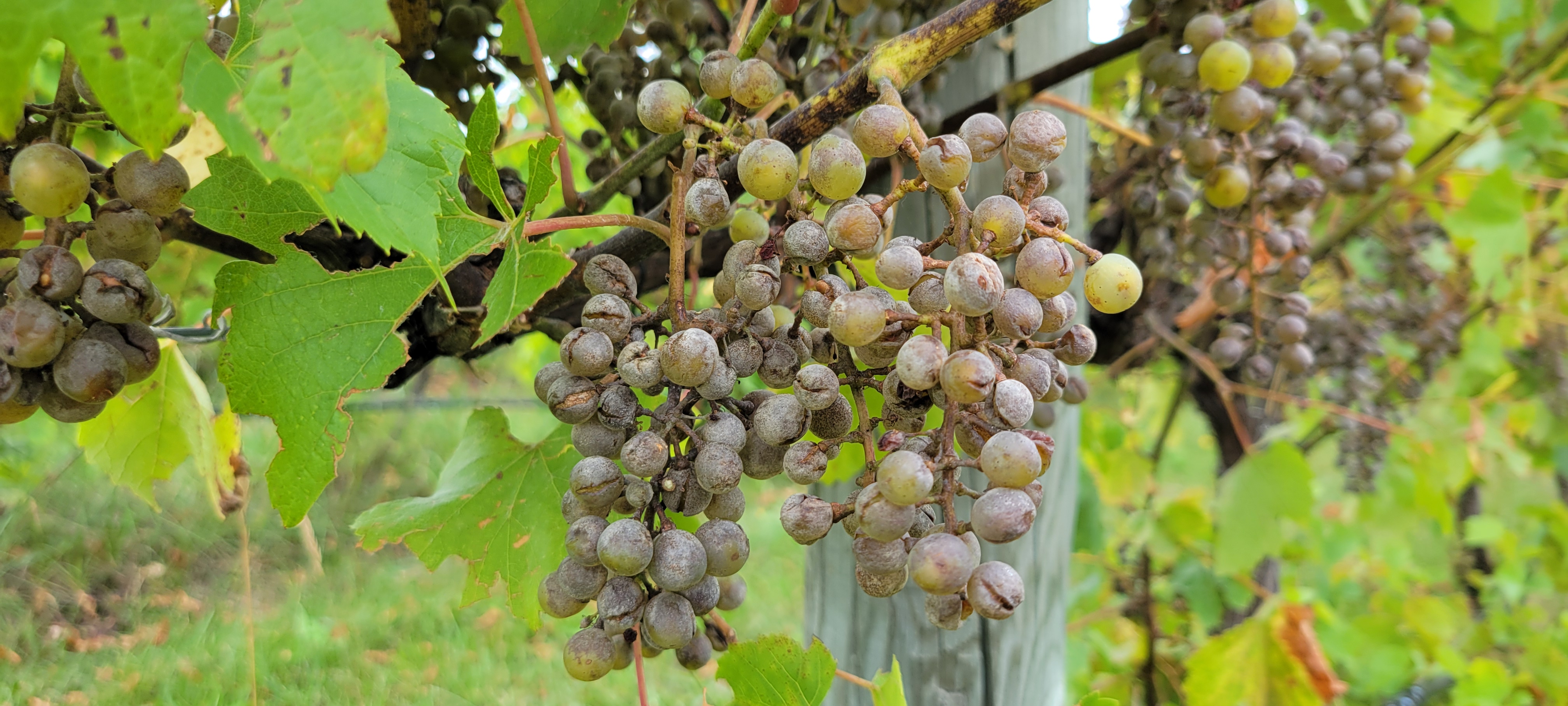 Purplish-gray colored grapes infected with powdery mildew hanging from a vine.